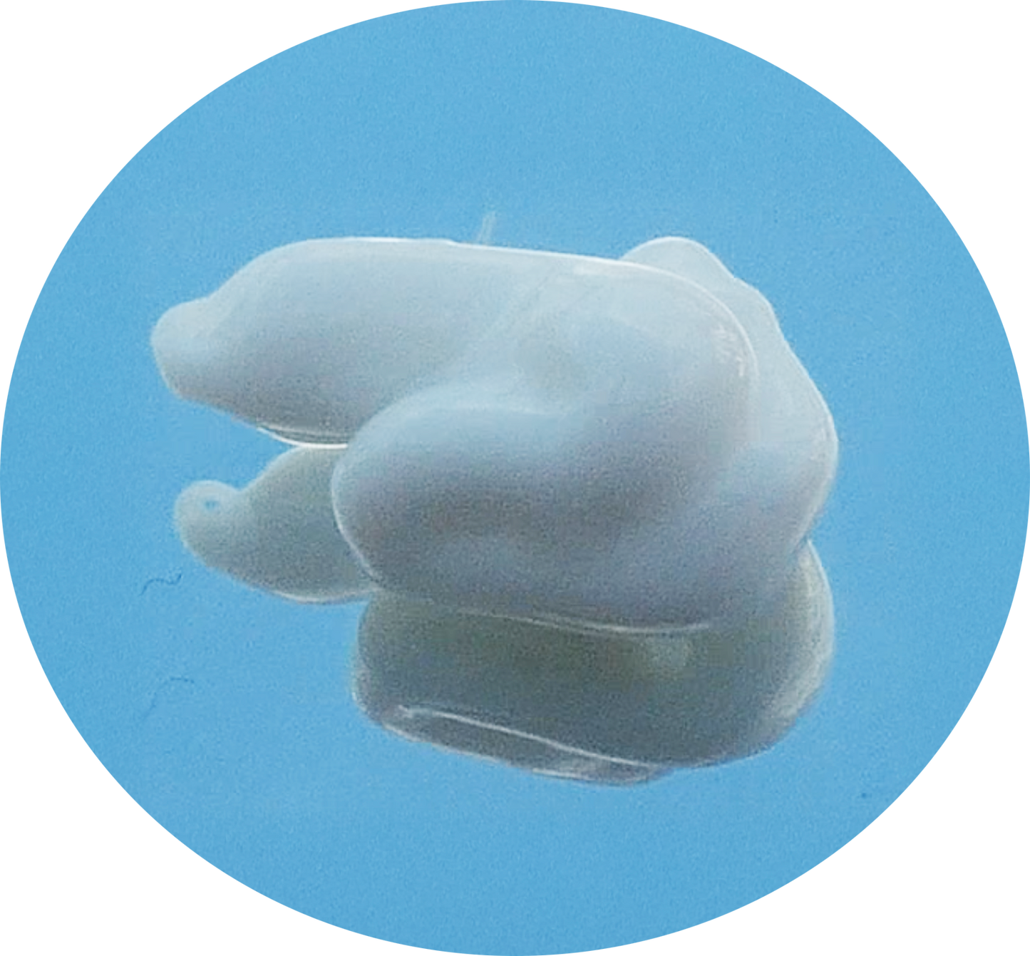 Rhodophyta Aloe Vera Shield Day Cream